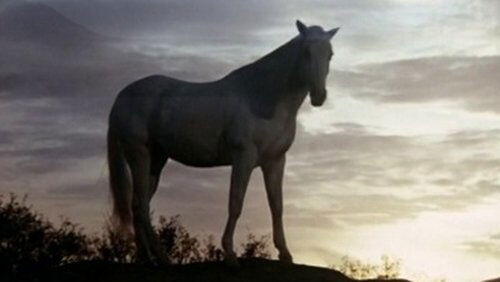 A Dream of Wild Horses A Dream of Wild Horses