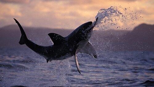 Sharkland Sharkland