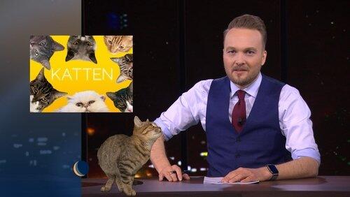 Katten | Alex Ploeg