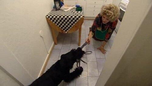 Hund Hund