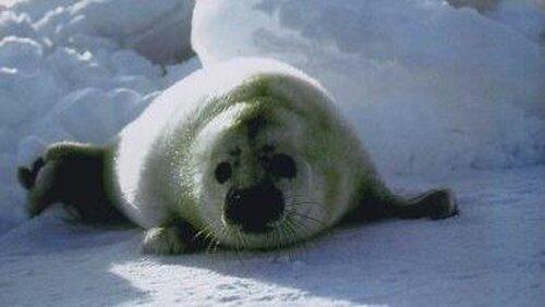Seals - Invaders of the Sea Seals - Invaders of the Sea