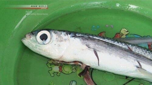 Asia's Appetizing Adventures - Taiwan Part 2: Orchid Island's Traditions for Catching Flying Fish Asia's Appetizing Adventures - Taiwan Part 2: Orchid Island's Traditions for Catching Flying Fish