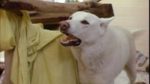 Man's Best Friend