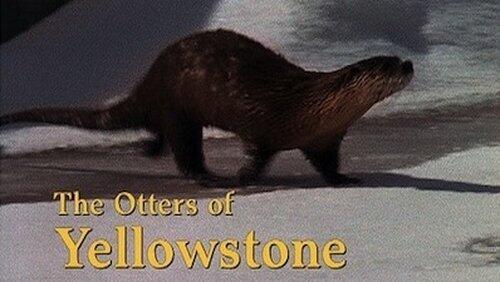 The Otters of Yellowstone The Otters of Yellowstone