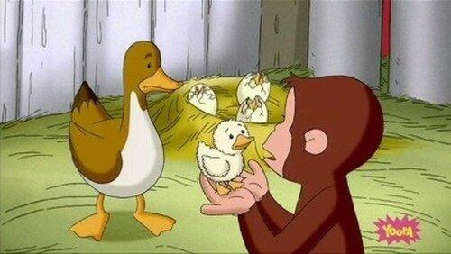 A Monkey's Duckling A Monkey's Duckling