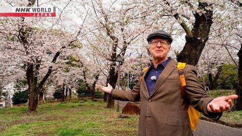 Oji - Charmed by Foxes and Cherry Blossoms Oji - Charmed by Foxes and Cherry Blossoms