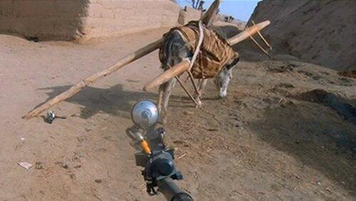 Donkeys Donkeys