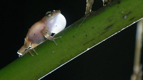 Puerto Rico: The Island That Rains Frogs Puerto Rico: The Island That Rains Frogs