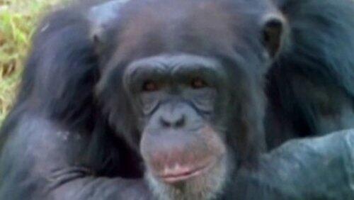 What Animals Think