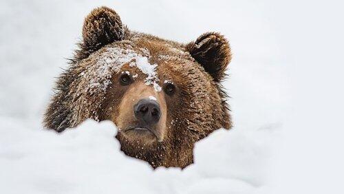 Meet the Bears Meet the Bears