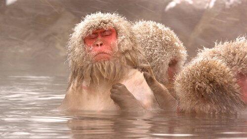 Snow Monkeys Snow Monkeys