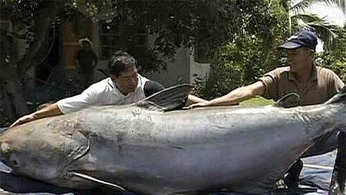 Gigantic Killer Fish Gigantic Killer Fish