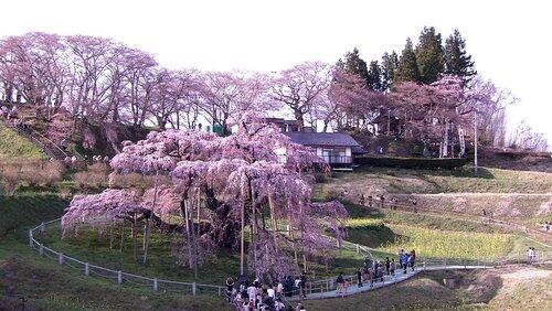 Cherry Blossoms will Bloom: Miharu, Fukushima Cherry Blossoms will Bloom: Miharu, Fukushima