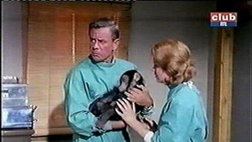 The Chimp Who Went Ape The Chimp Who Went Ape