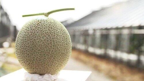 Muskmelon Muskmelon