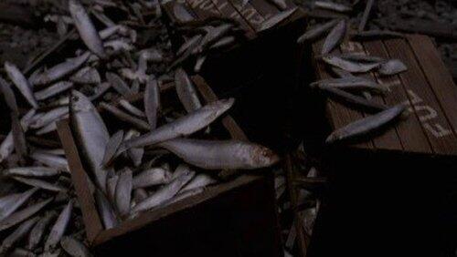 Fish Fish