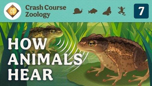 How Animals Hear How Animals Hear