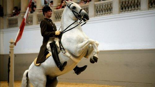 Legendary White Stallions Legendary White Stallions