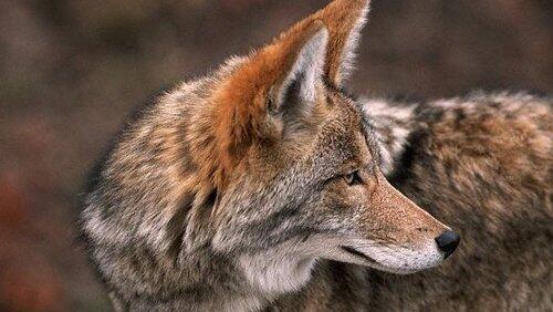 Coyote - The Ultimate Survivor? Coyote - The Ultimate Survivor?