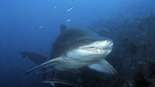 Grey Nurse Shark Grey Nurse Shark