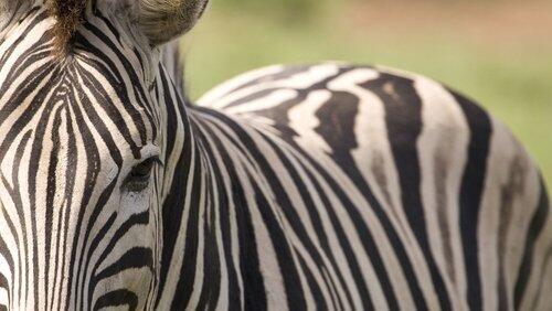 Horse Tigers Horse Tigers