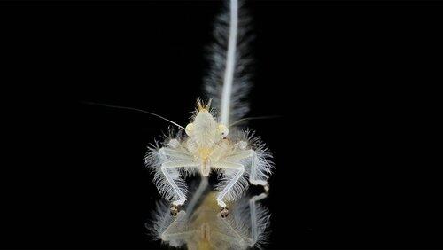 Part One: Small Creatures - Big Lives Part One: Small Creatures - Big Lives