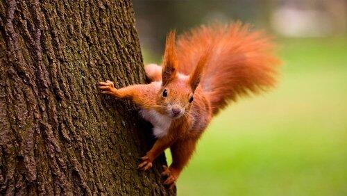 A Squirrel's Guide To Success A Squirrel's Guide To Success