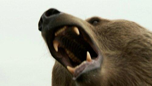 Grizzly Woods Grizzly Woods