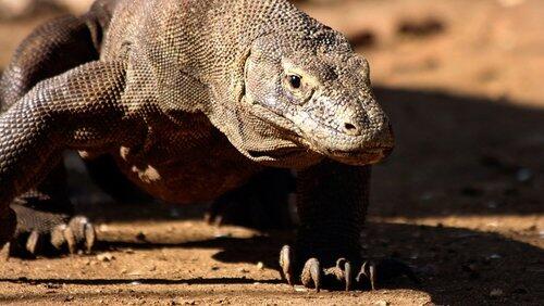 Komodo - Secrets of the Dragon Komodo - Secrets of the Dragon