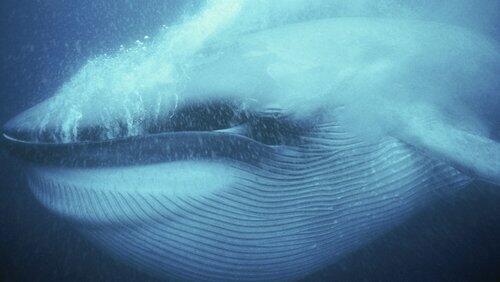 Ocean Giants: Part Three - Voices of the Sea Ocean Giants: Part Three - Voices of the Sea