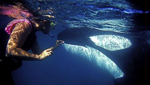 The Woman Who Swims with Killer Whales The Woman Who Swims with Killer Whales