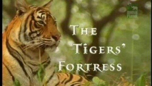 The Tigers' Fortress The Tigers' Fortress
