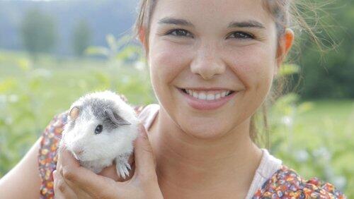 Meerschweinchen Meerschweinchen