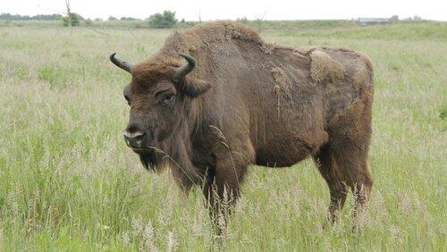 Wo weidet der Wisent? Wo weidet der Wisent?