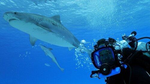 Shark Rescue Special Shark Rescue Special