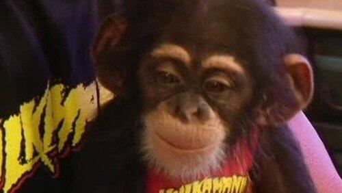 Monkey Business Monkey Business