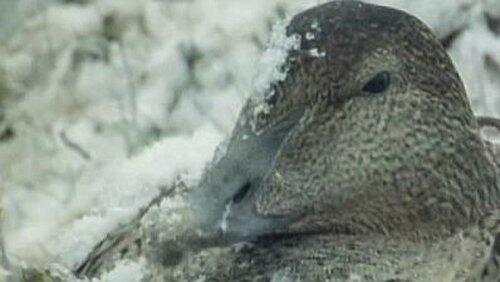 Tough Ducks Tough Ducks