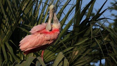 Wild Florida Wild Florida