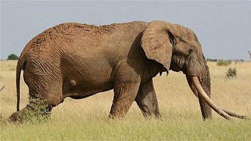 The Last Tusker The Last Tusker