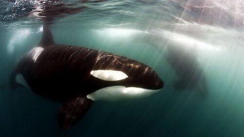Killer Whales: Up Close and Personal Killer Whales: Up Close and Personal