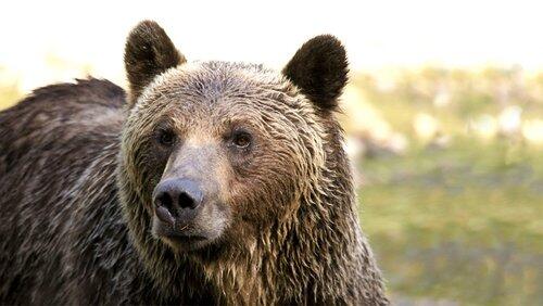 The Last Grizzly of Paradise Valley The Last Grizzly of Paradise Valley