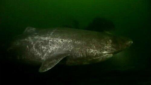 Jaws in Illinois Jaws in Illinois