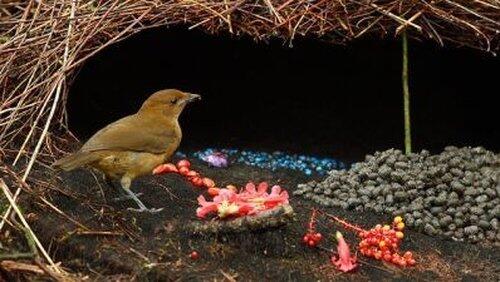 Bower Birds - The Art of Seduction Bower Birds - The Art of Seduction