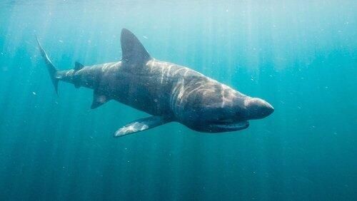 Sharks Sharks