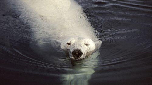Great White Bear Great White Bear