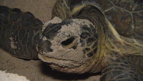 Turtles Turtles