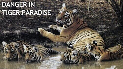 Danger in Tiger Paradise Danger in Tiger Paradise