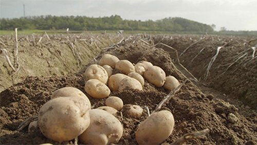 Potato Potato