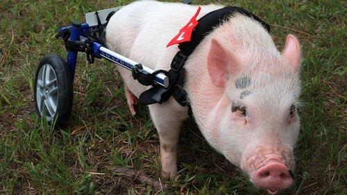 My Bionic Pet My Bionic Pet