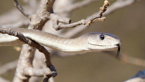 Black Mamba Black Mamba